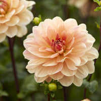 Dahlie ‘Apricot Desire’ - Bakker