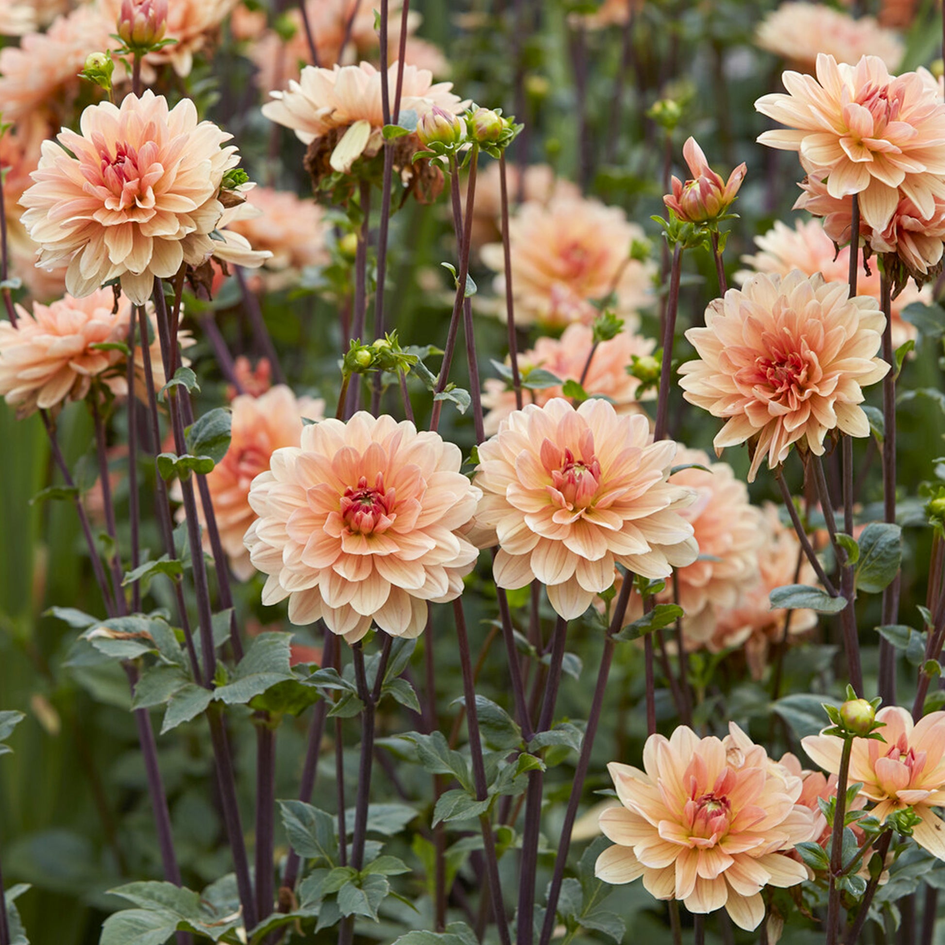 Dahlie ‘Apricot Desire’ - Dahlia Apricot Desire - Bakker