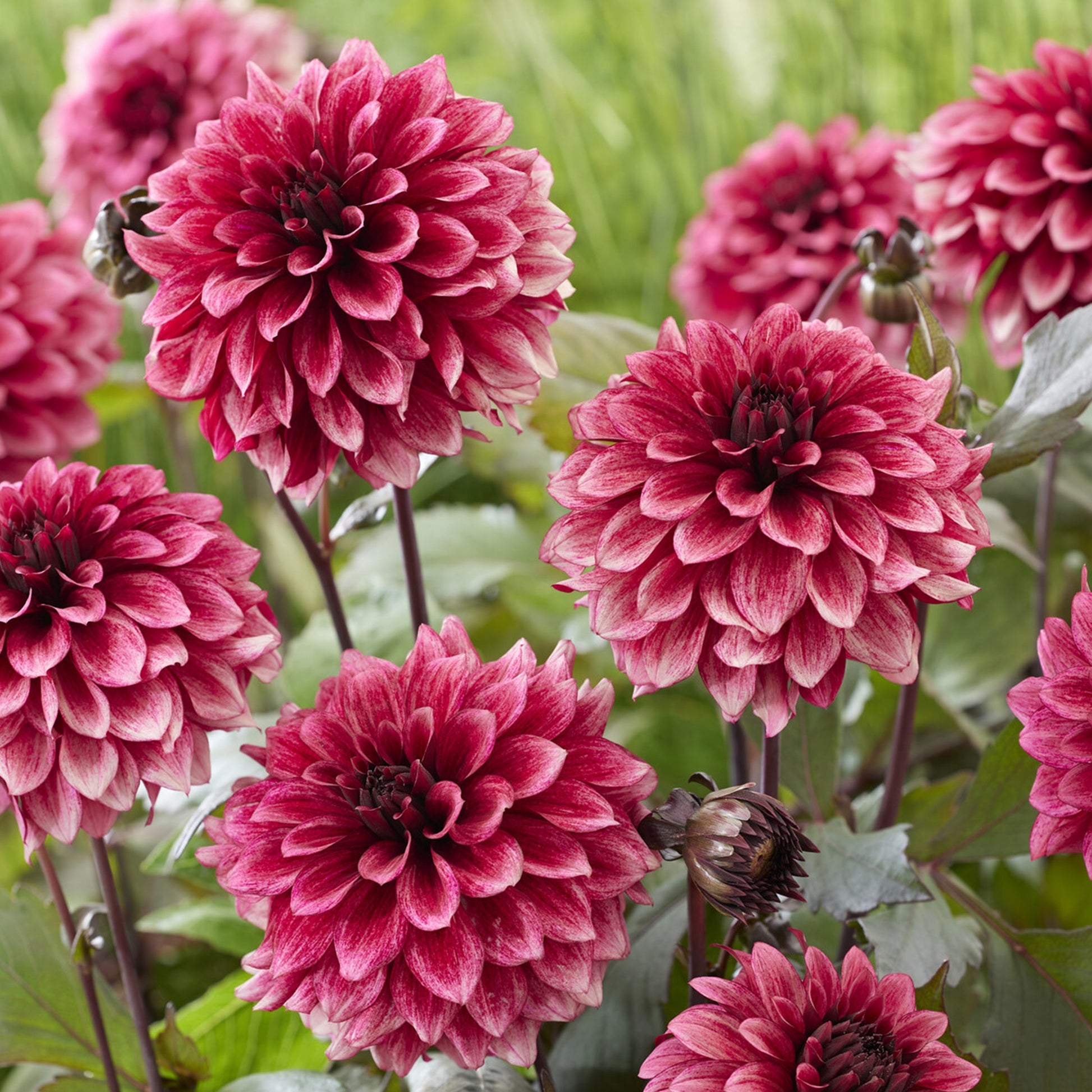 Dahlie ‘Night Silence’ - Dahlia Night Silence - Bakker