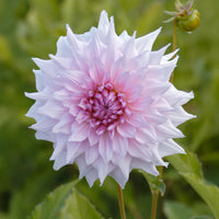 Dekorative Dahlie Shiloh Noelle - Dahlia Shiloh Noelle - Bakker