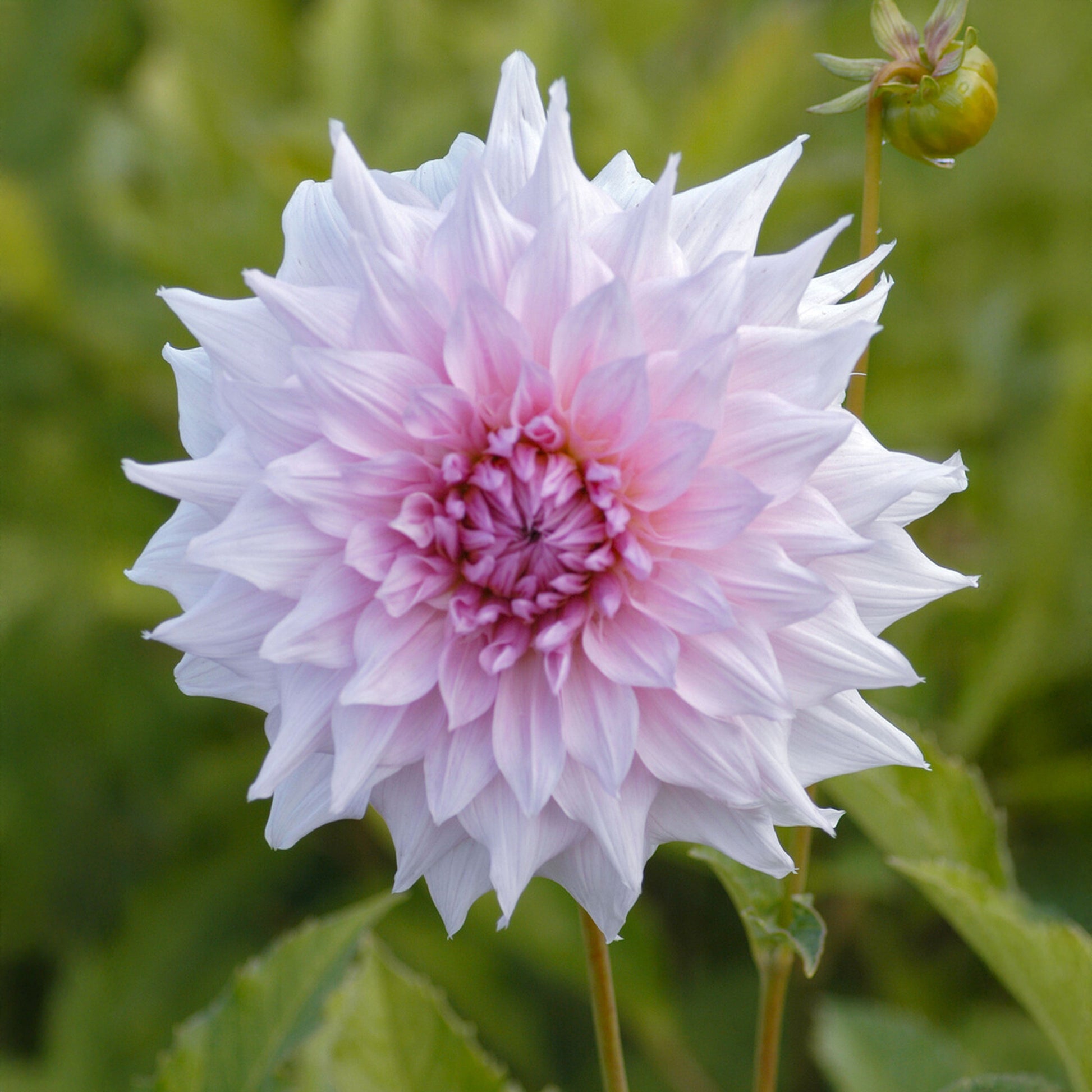 Dekorative Dahlie Shiloh Noelle - Dahlia Shiloh Noelle - Bakker