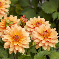 Dekorative Dahlie Yelno Harmony - Dahlia Yelno Harmony - Bakker