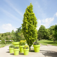 Fagus sylvatica Dawyck Gold - Säulenbuche ‘Dawyck Gold’ - Buche