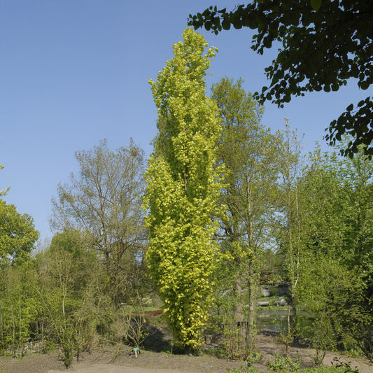 Säulenbuche ‘Dawyck Gold’ - Bakker