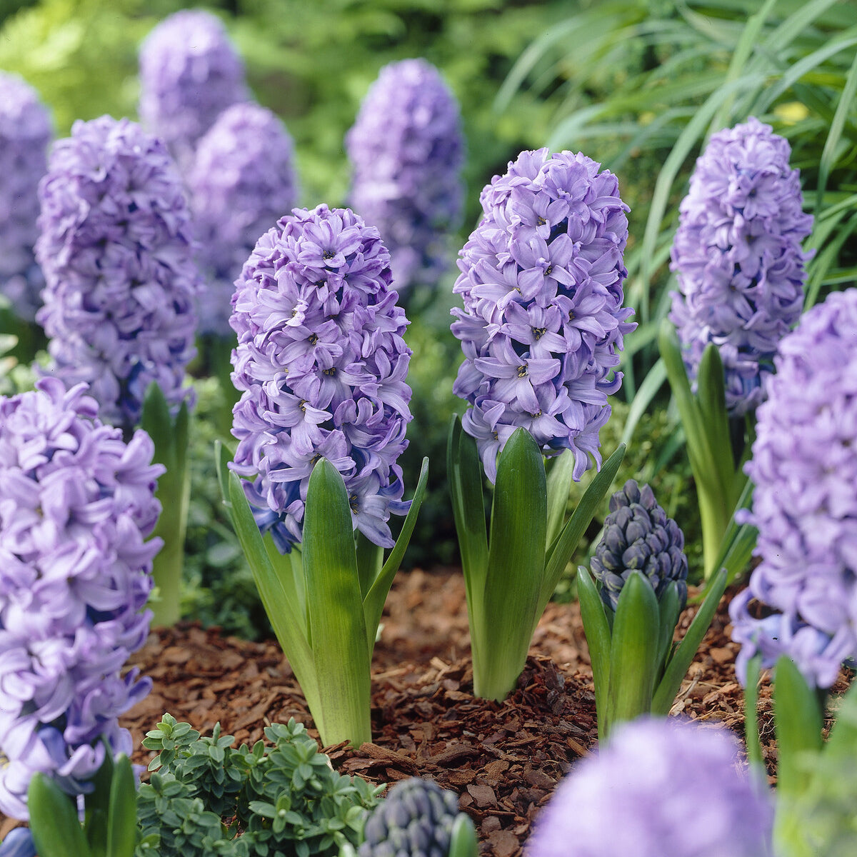 Hyacinthus orientalis Delft Blue - Hyazinthe 'Delft Blue' - Hyazinthen-Zwiebeln