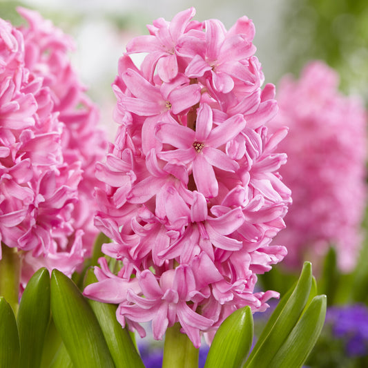 Hyazinthe Pink Pearl - Bakker