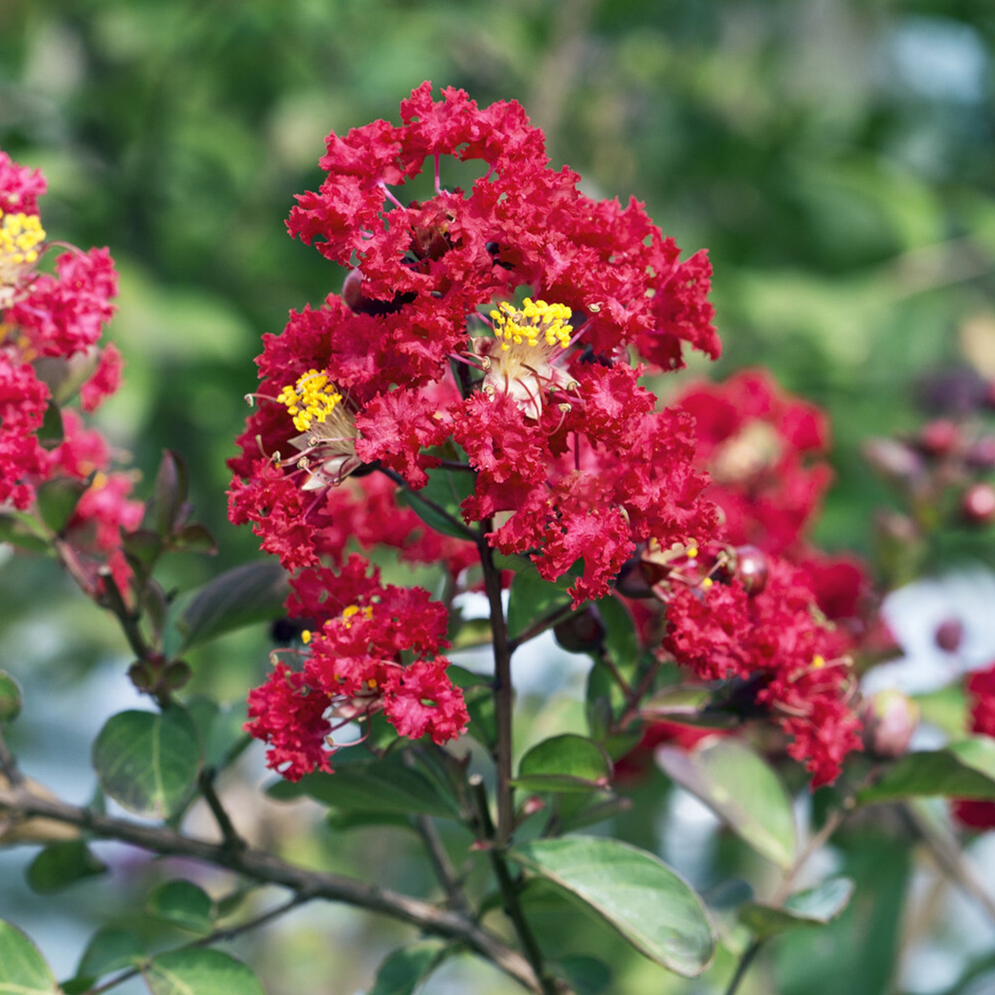 Lagerstroemia indica Red Rocket - Kreppmyrte 'Red Rocket' - Indischer Flieder