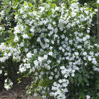 Gartenjasmin 'Natchez' - Philadelphus x virginalis Natchez - Bakker