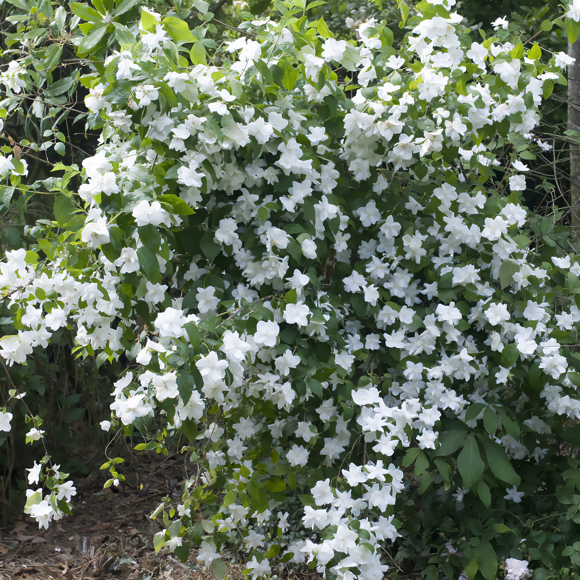 Gartenjasmin 'Natchez' - Philadelphus x virginalis Natchez - Bakker