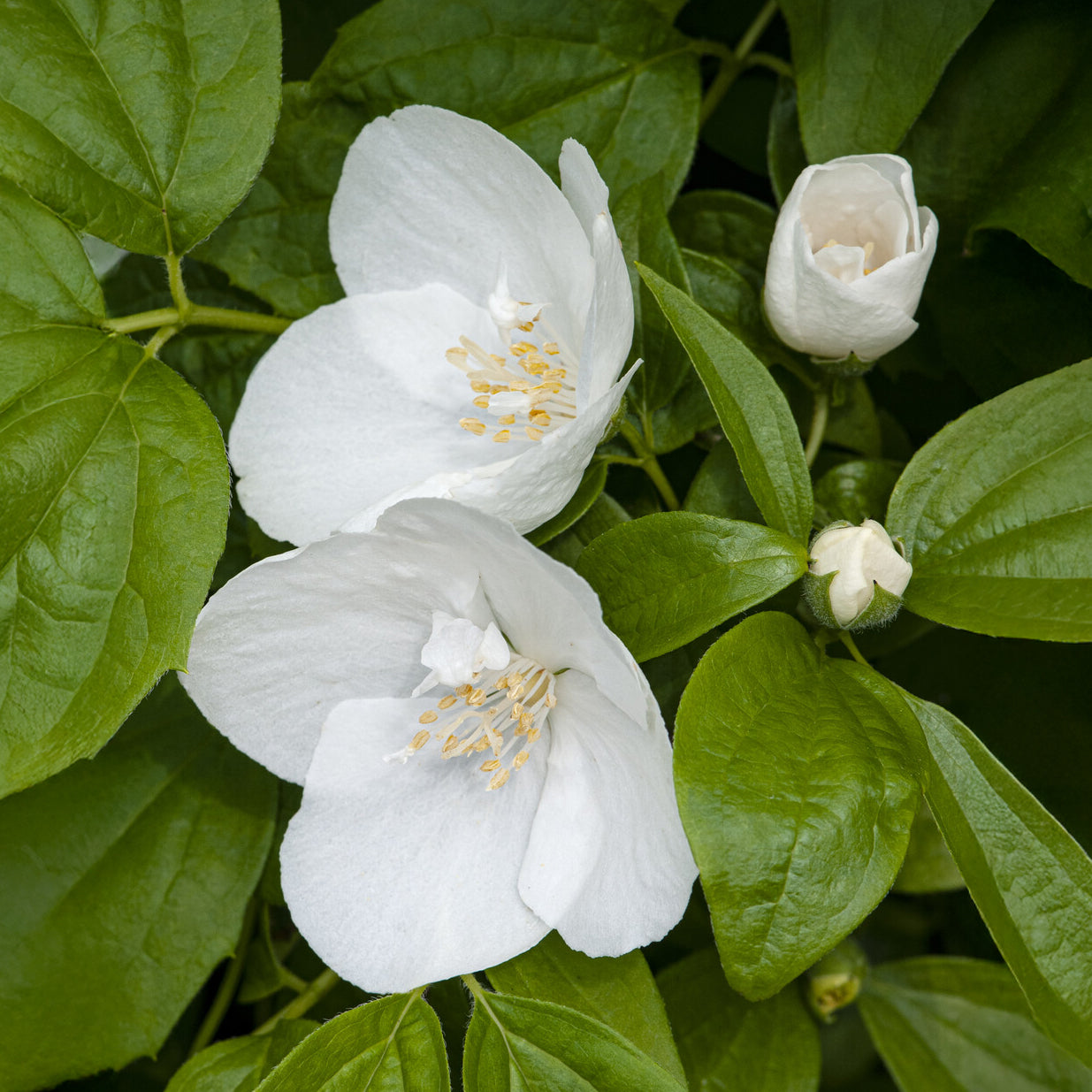Gartenjasmin 'Natchez' - Bakker