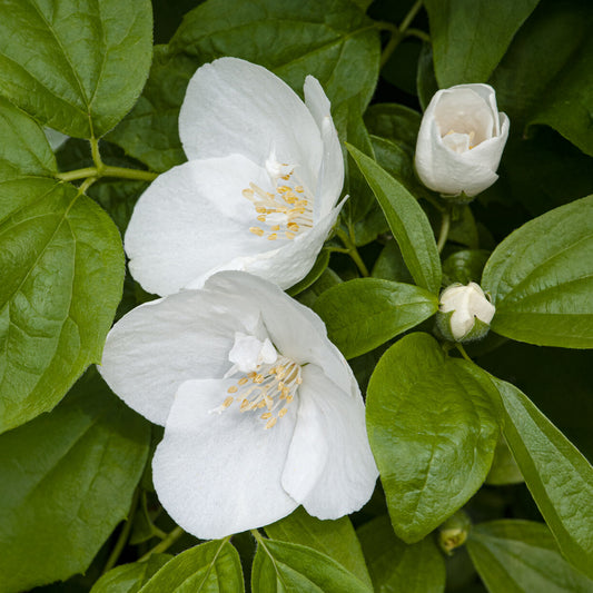 Gartenjasmin 'Natchez' - Bakker