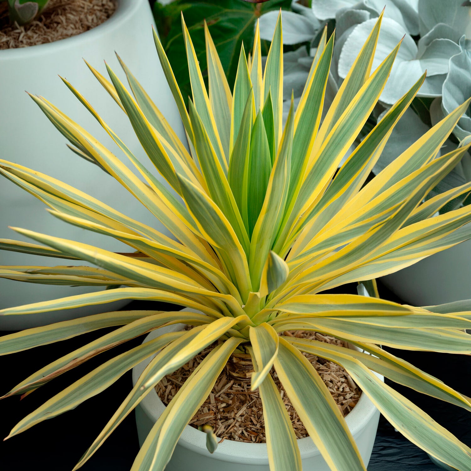 Kerzen-Palmlilie ‘Citrus Twist’® - Yucca gloriosa Citrus Twist ® - Bakker