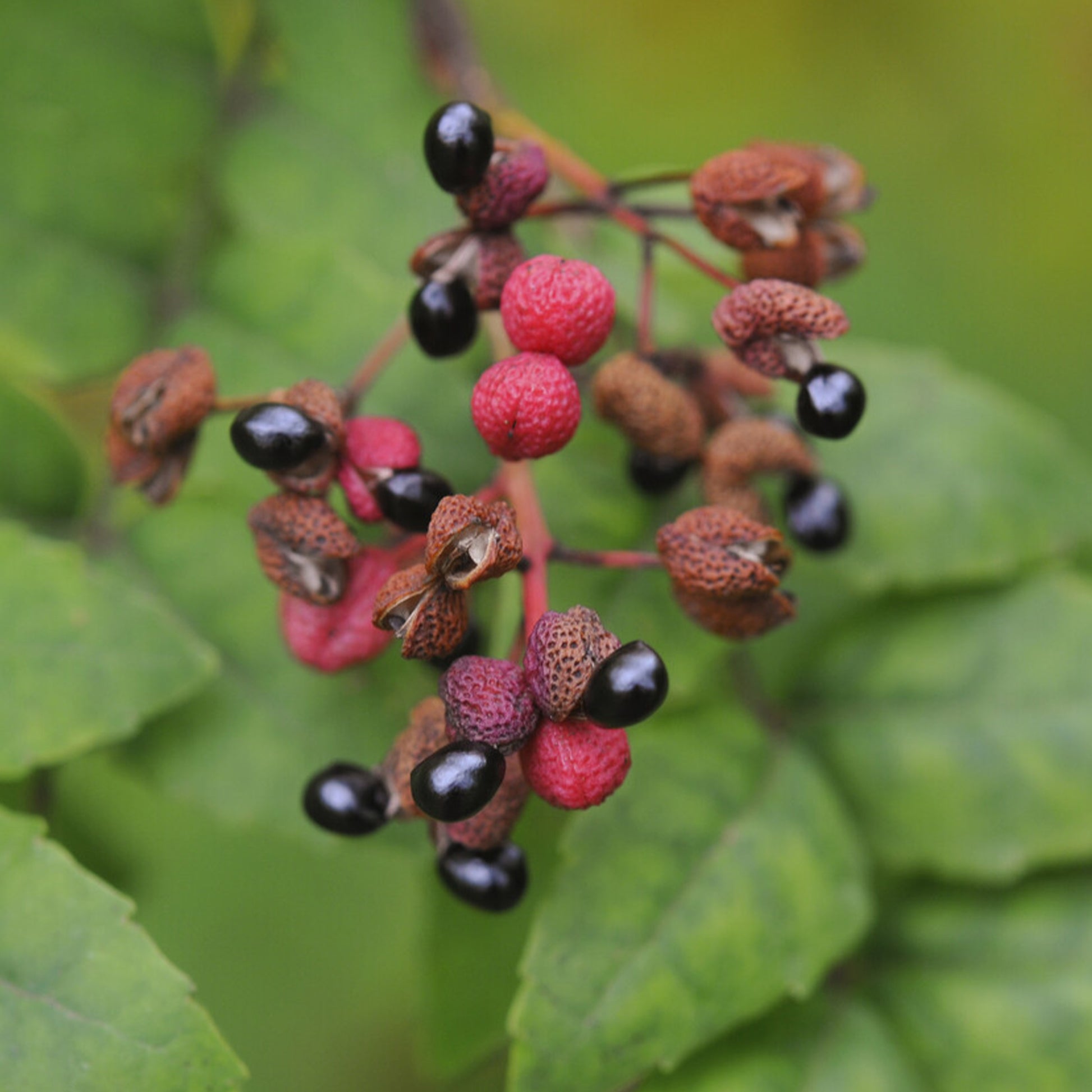 Szechuanpfeffer - Zanthoxylum piperitum - Bakker