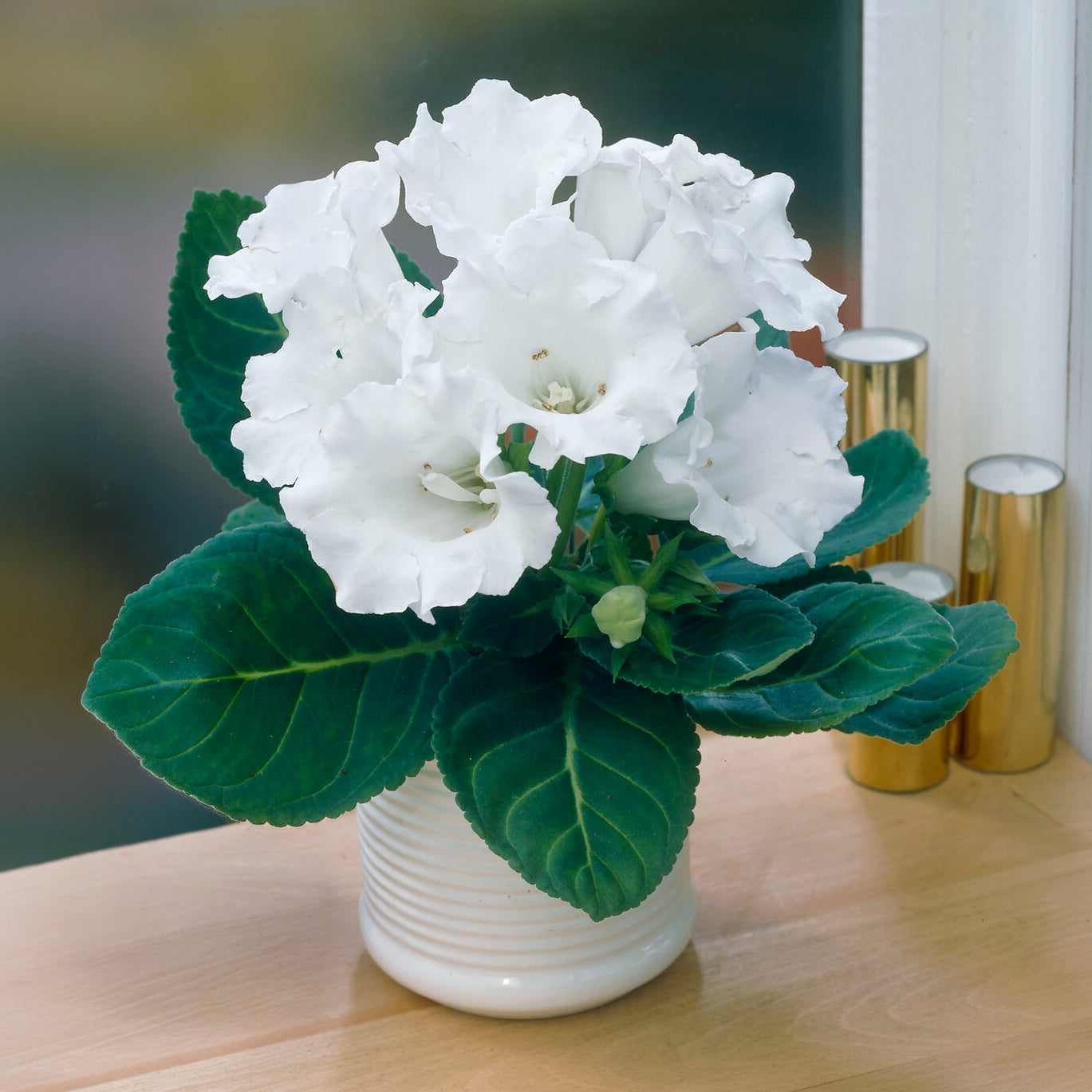 Gloxinie Mont Blanc - Gloxinia speciosa Mont Blanc - Bakker