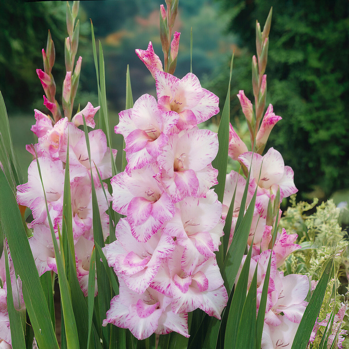 Riesenblütige Gladiole My Love - Bakker