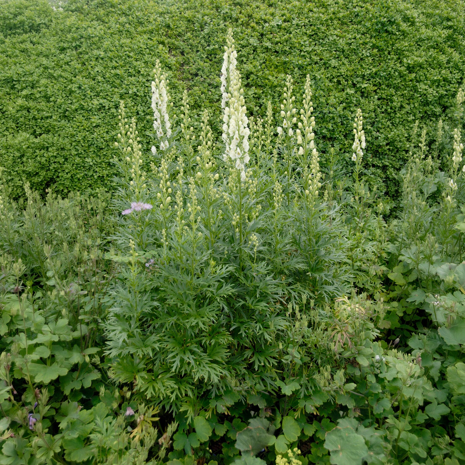 Weißblühender Eisenhut Album - Aconitum napellus Album - Bakker