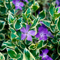 Vinca major Variegata - Großblättriges Immergrün Variegata - Immergrün