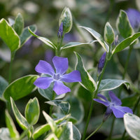 Verkauf Großblättriges Immergrün Variegata - Vinca major Variegata