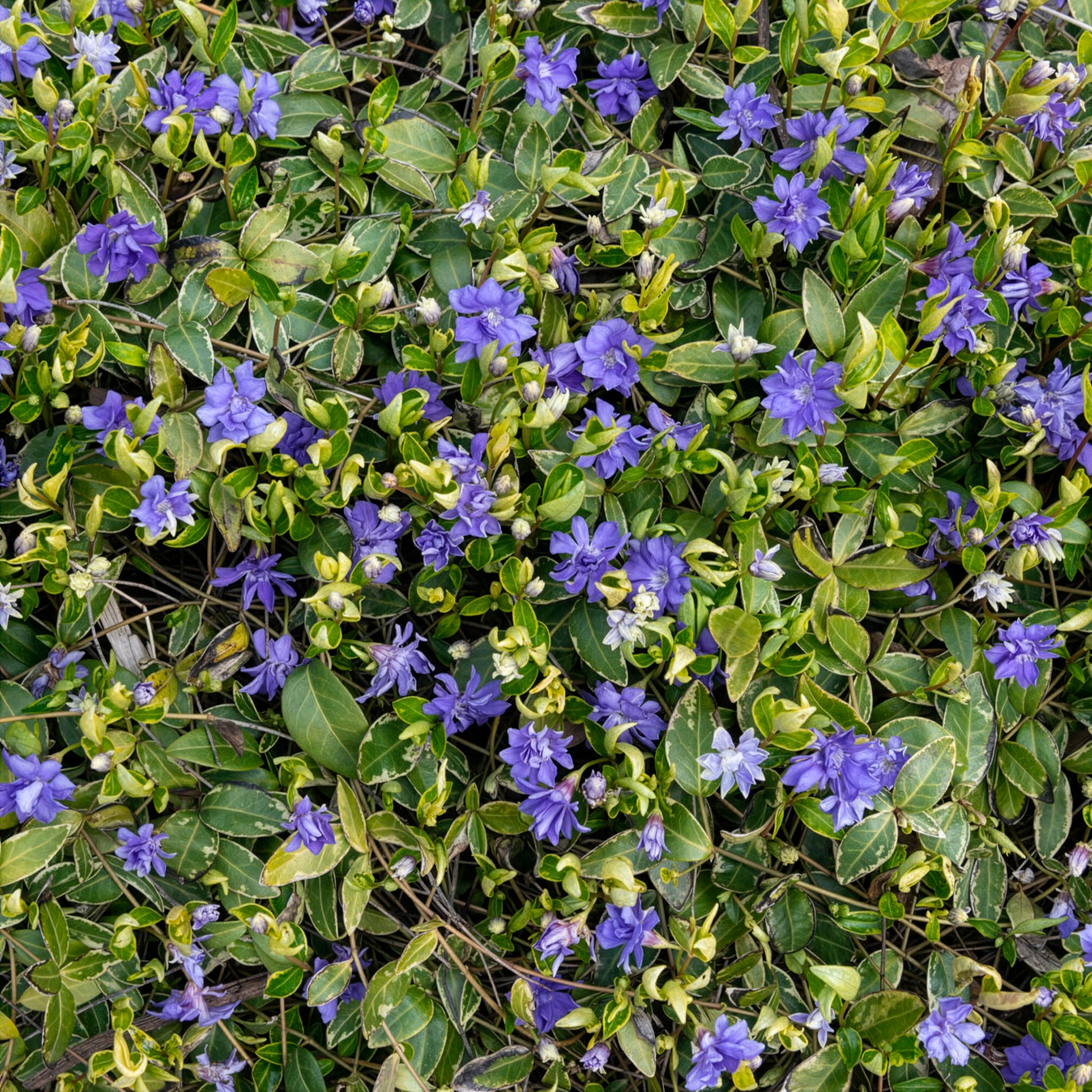 Immergrün - Großblättriges Immergrün Variegata - Vinca major Variegata