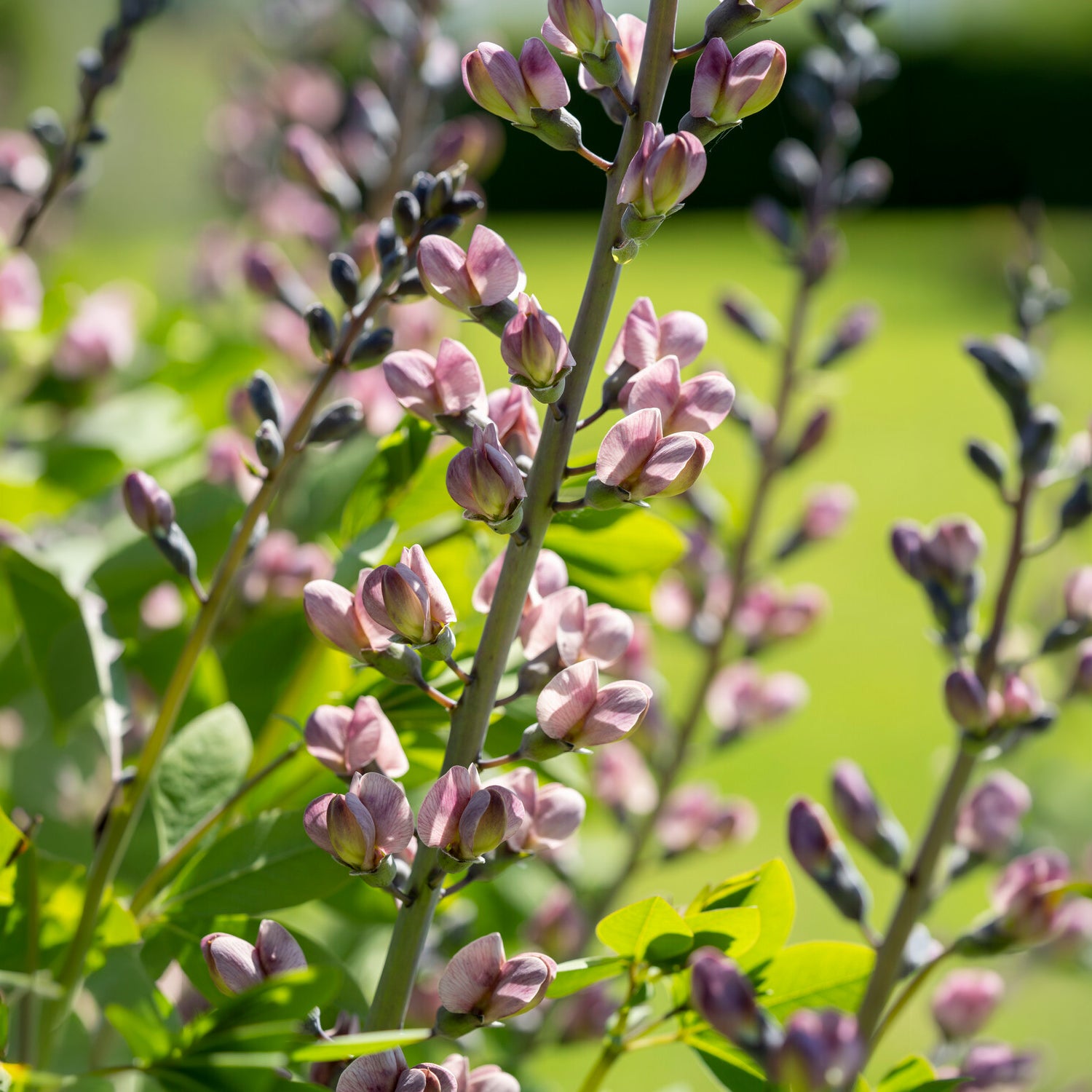 Baptisia Pink Truffles - Indigo-Lupine Decadence Pink Truffles - Baptisia - Indigolupine