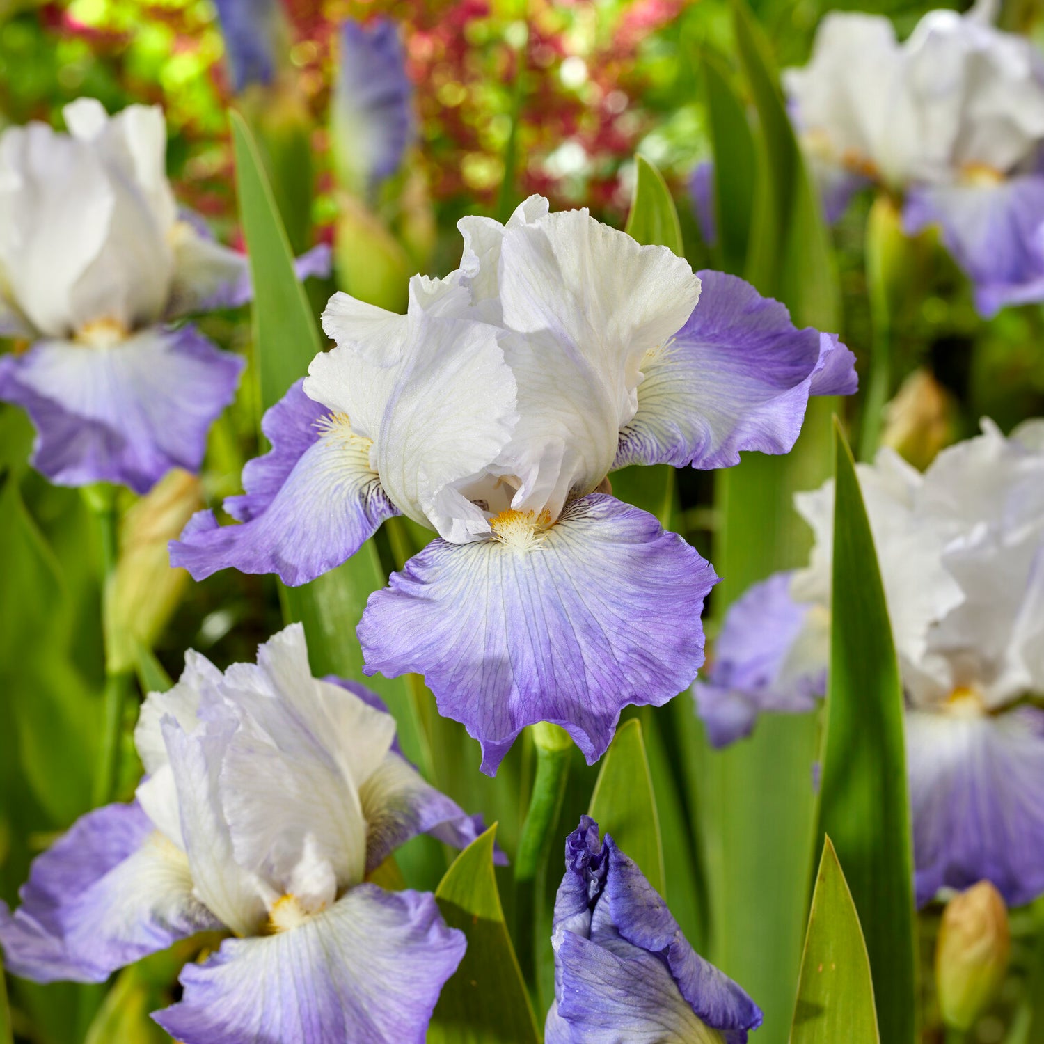 Schwertlilie Alizes - Iris germanica Alizés - Bakker