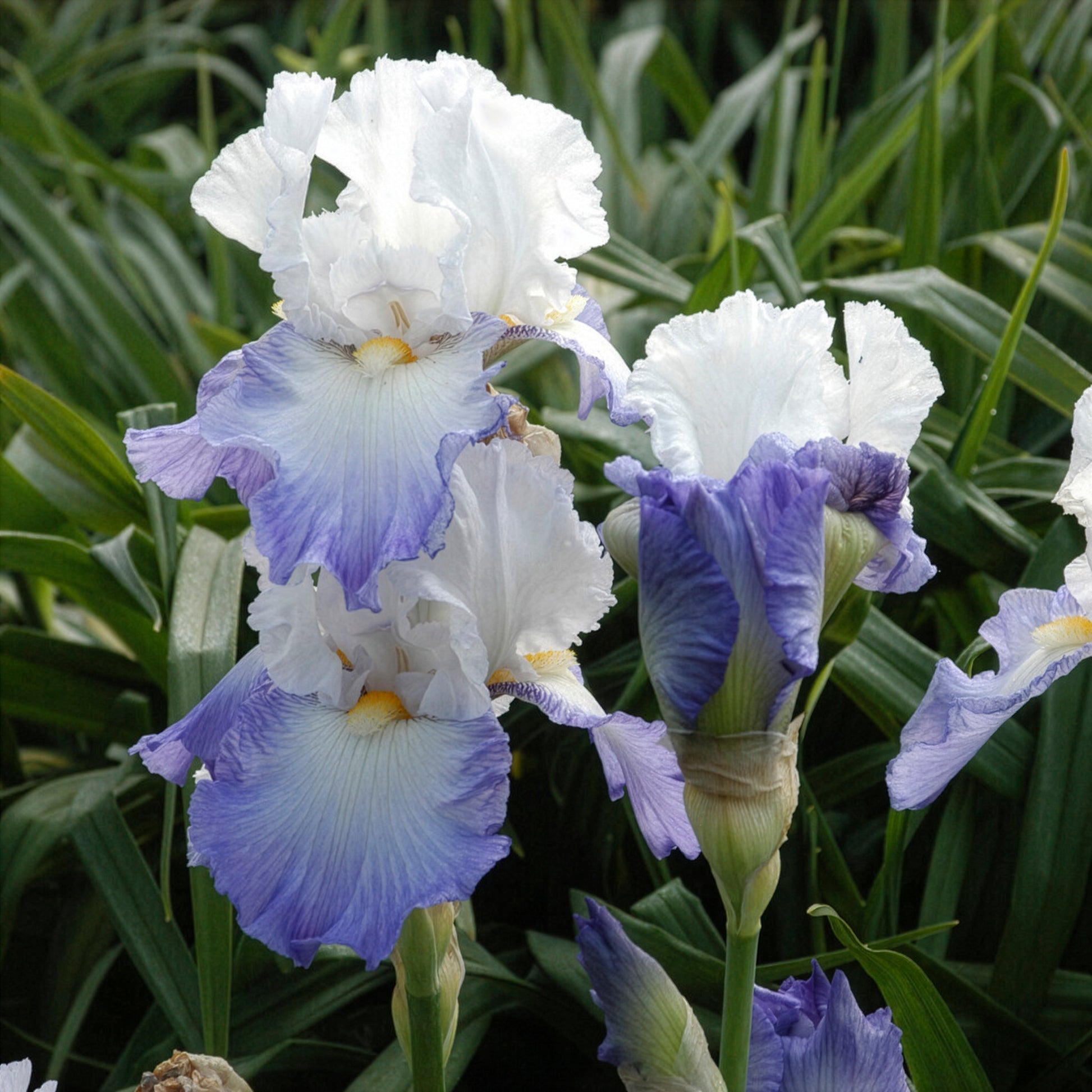 Iris germanica Alizés - Schwertlilie Alizes - Iris germanica - Deutsche Schwertlilie