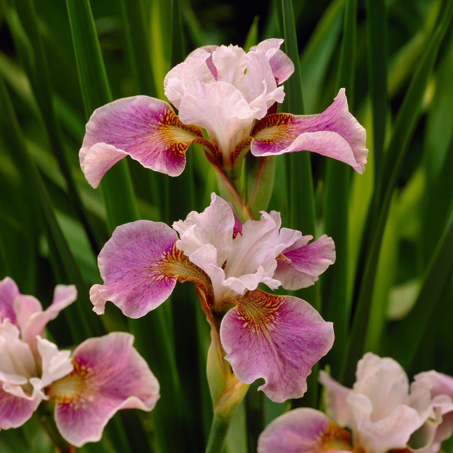 Sibirische Schwertlilie Dance Ballerina Dance - Iris sibirica Dance Ballerina Dance - Bakker