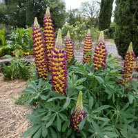 Lupine Manhattan Lights - Lupinus Manhattan Lights® - Bakker