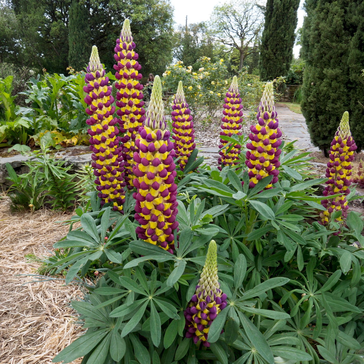 Lupine Manhattan Lights - Lupinus Manhattan Lights® - Bakker