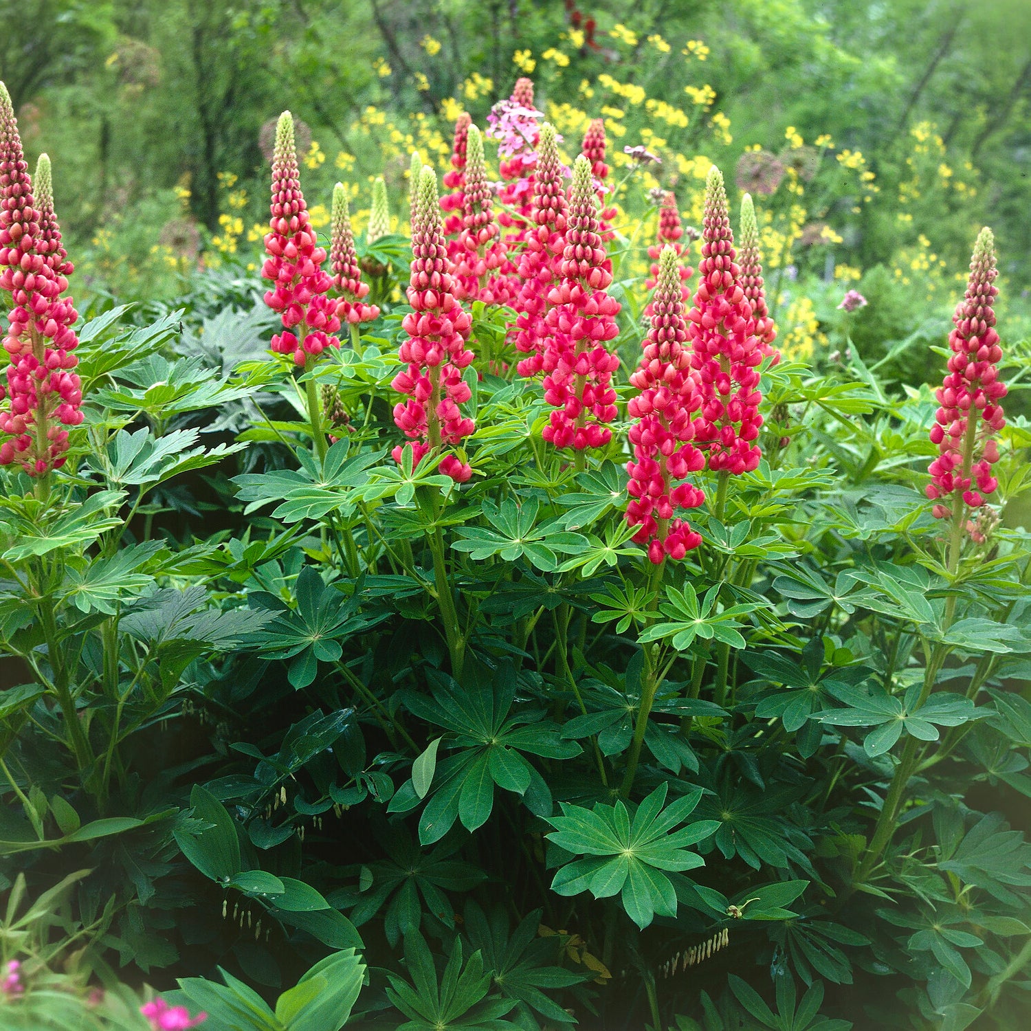 Verkauf Lupine The Pages - Lupinus The Pages