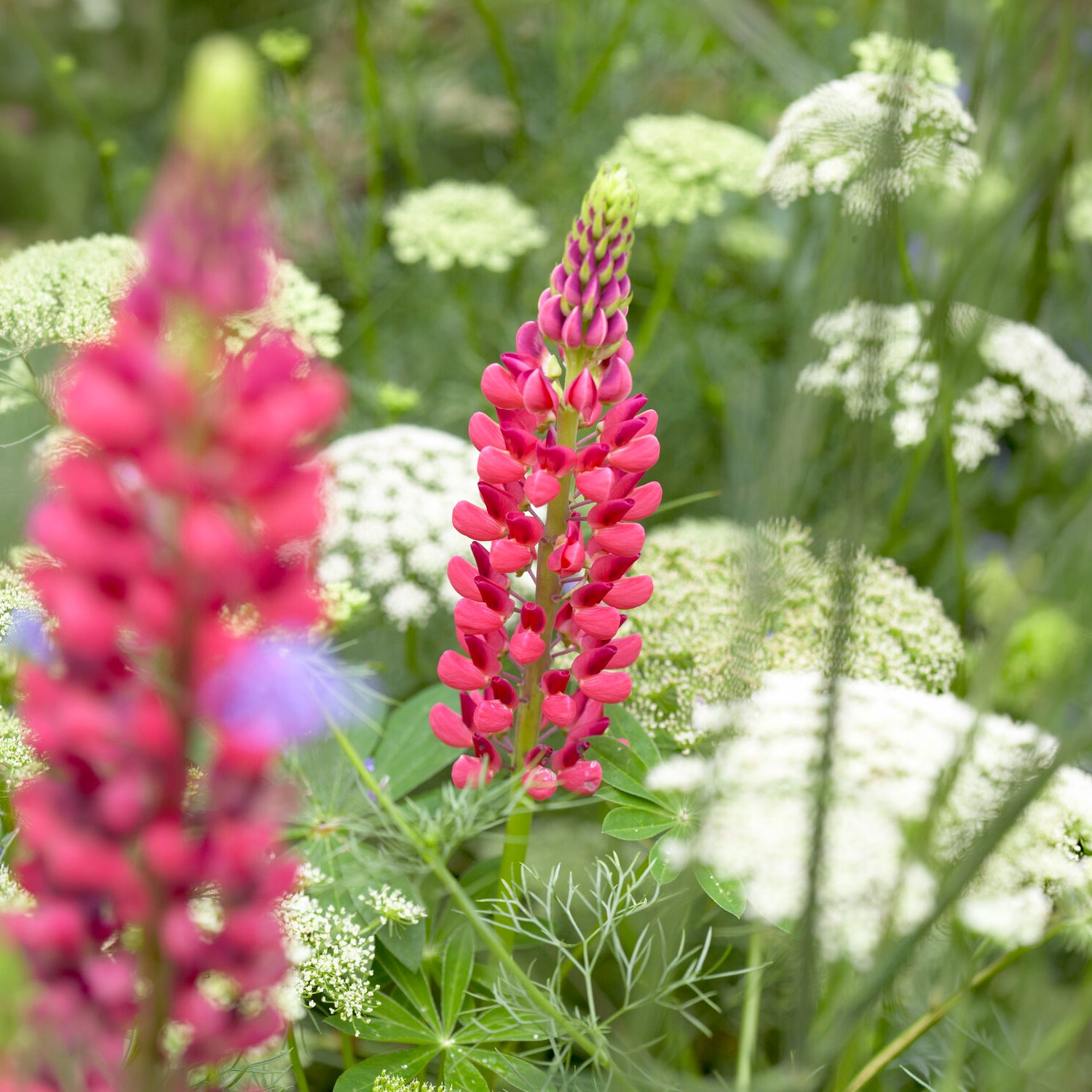 Lupine - Lupine The Pages - Lupinus The Pages