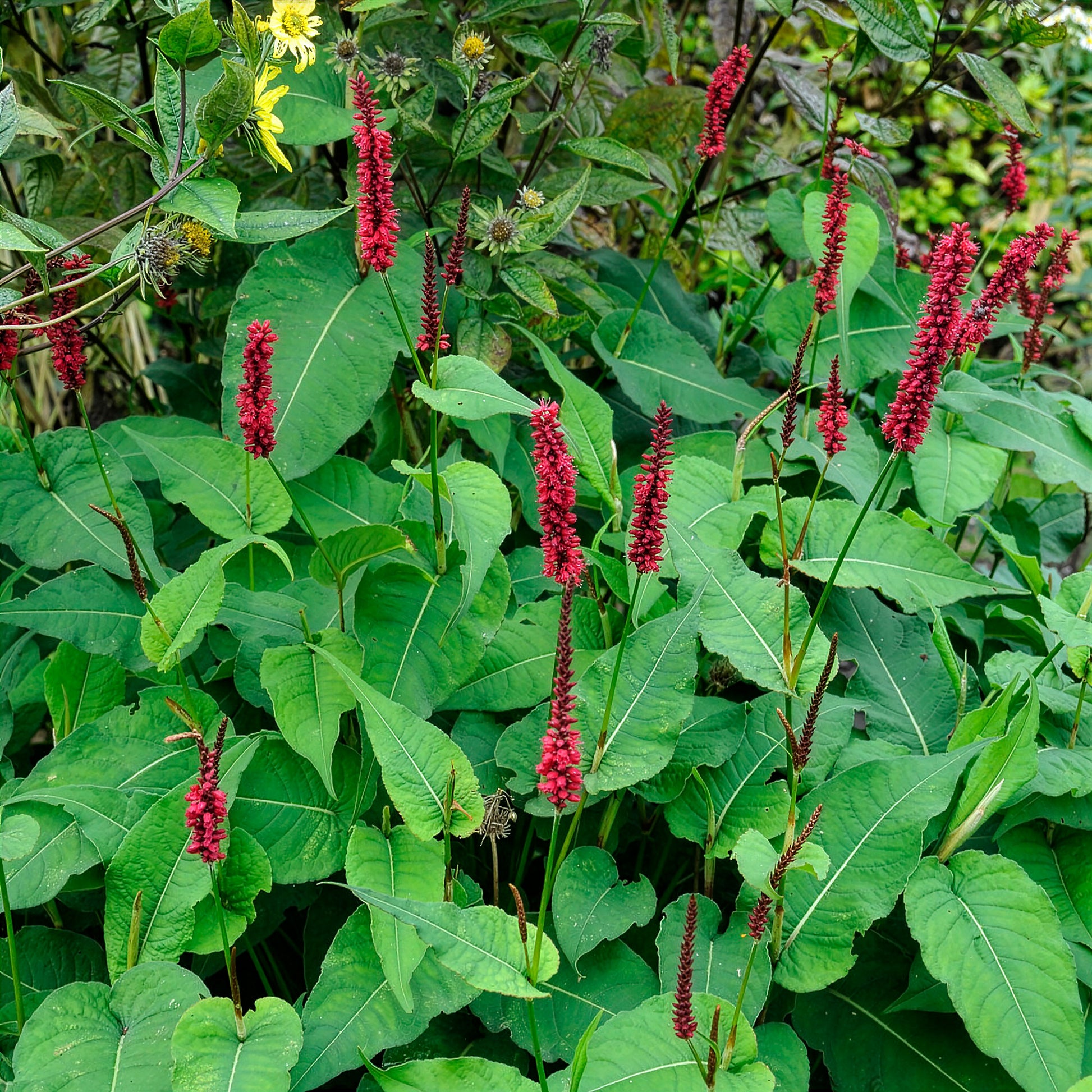 Kerzenknöterich Blackfield - Persicaria - Knöterich - Bakker