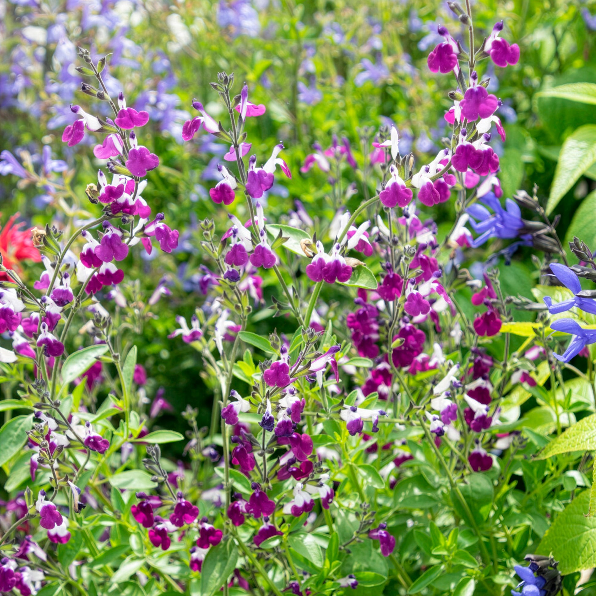 Strauchiger Salbei Amethyst Lips - Salvia greggii Amethyst Lips - Bakker