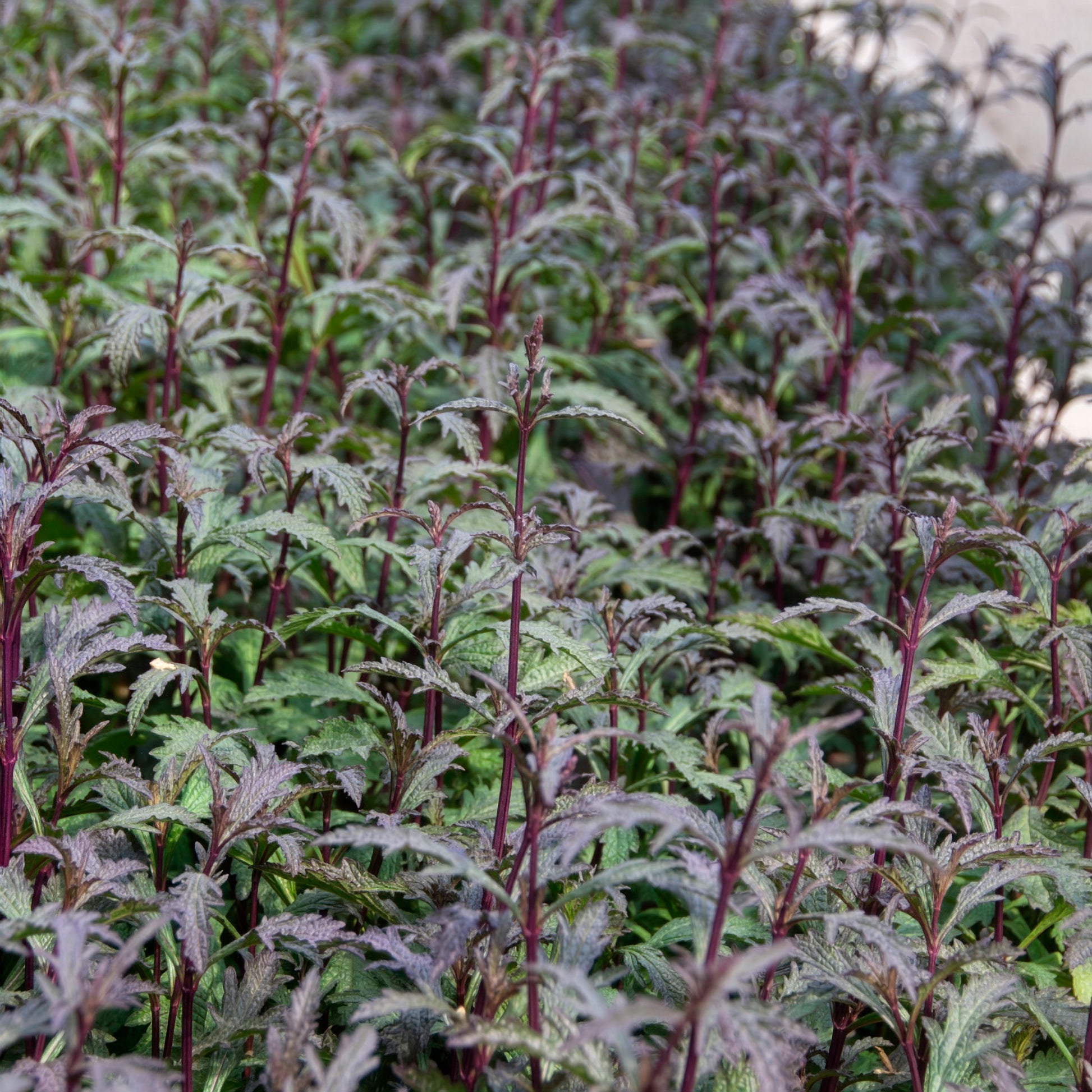 Verbena officinalis Bampton - Purpurblättriges Eisenkraut Bampton - Eisenkraut