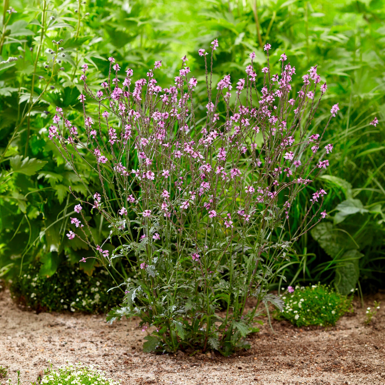 Purpurblättriges Eisenkraut Bampton - Verbena officinalis Bampton - Bakker