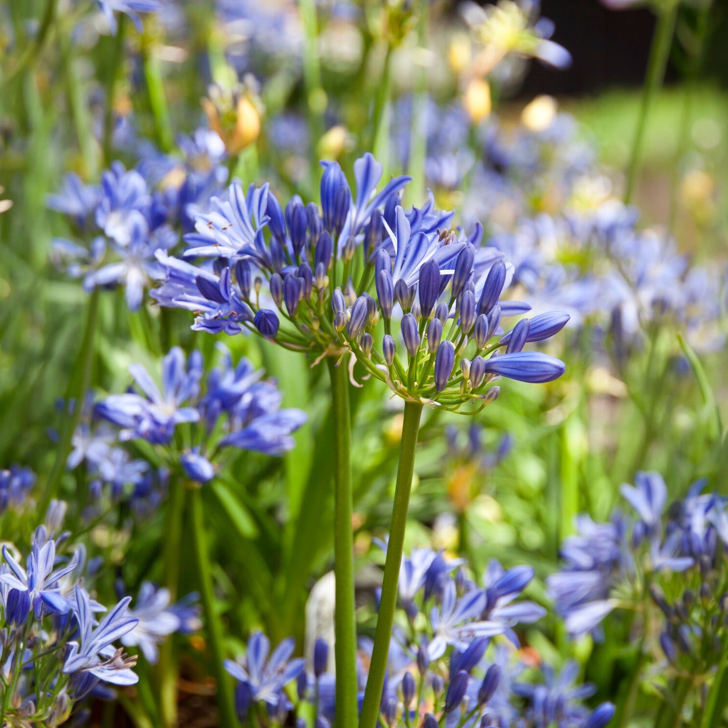Afrikanische Schmucklilie Charlotte - Agapanthus Charlotte - Bakker