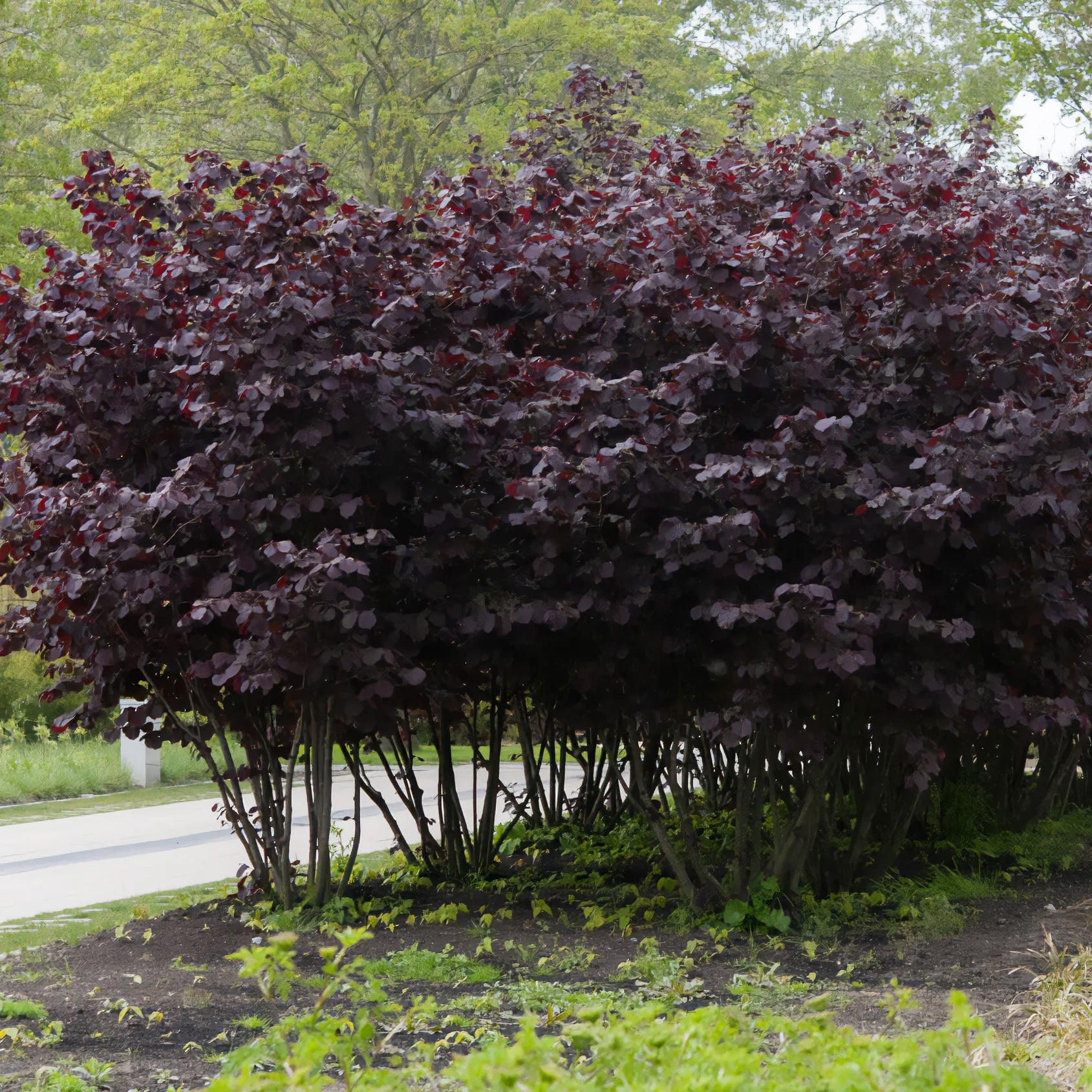 Corylus maxima Rote Zellernuss - Haselnuss Rotblättrige Zellernuss - Haselnuss