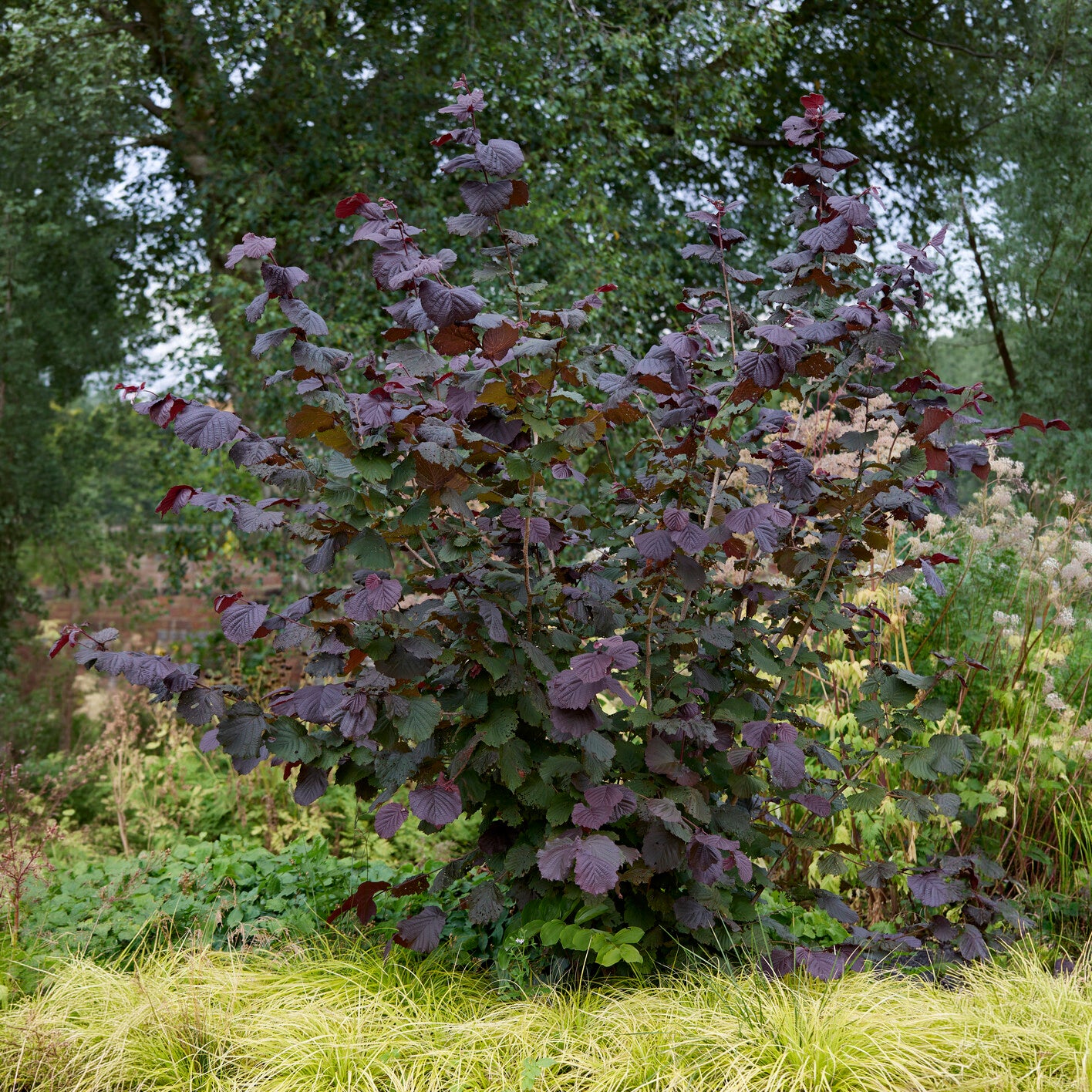 Haselnuss Rotblättrige Zellernuss - Corylus maxima Rote Zellernuss - Bakker