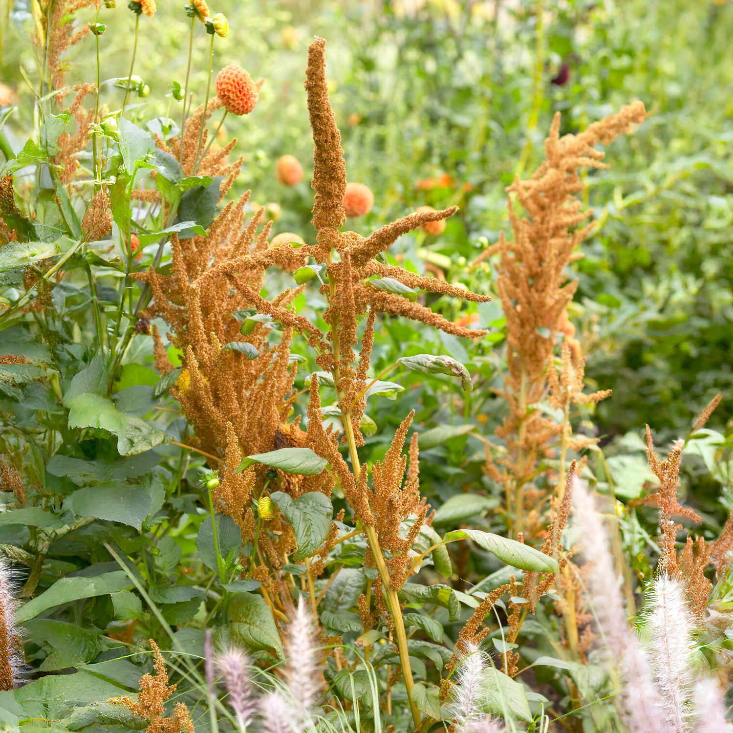 Amarant Hot Biscuits - Amaranthus cruentus Hot Biscuits - Bakker