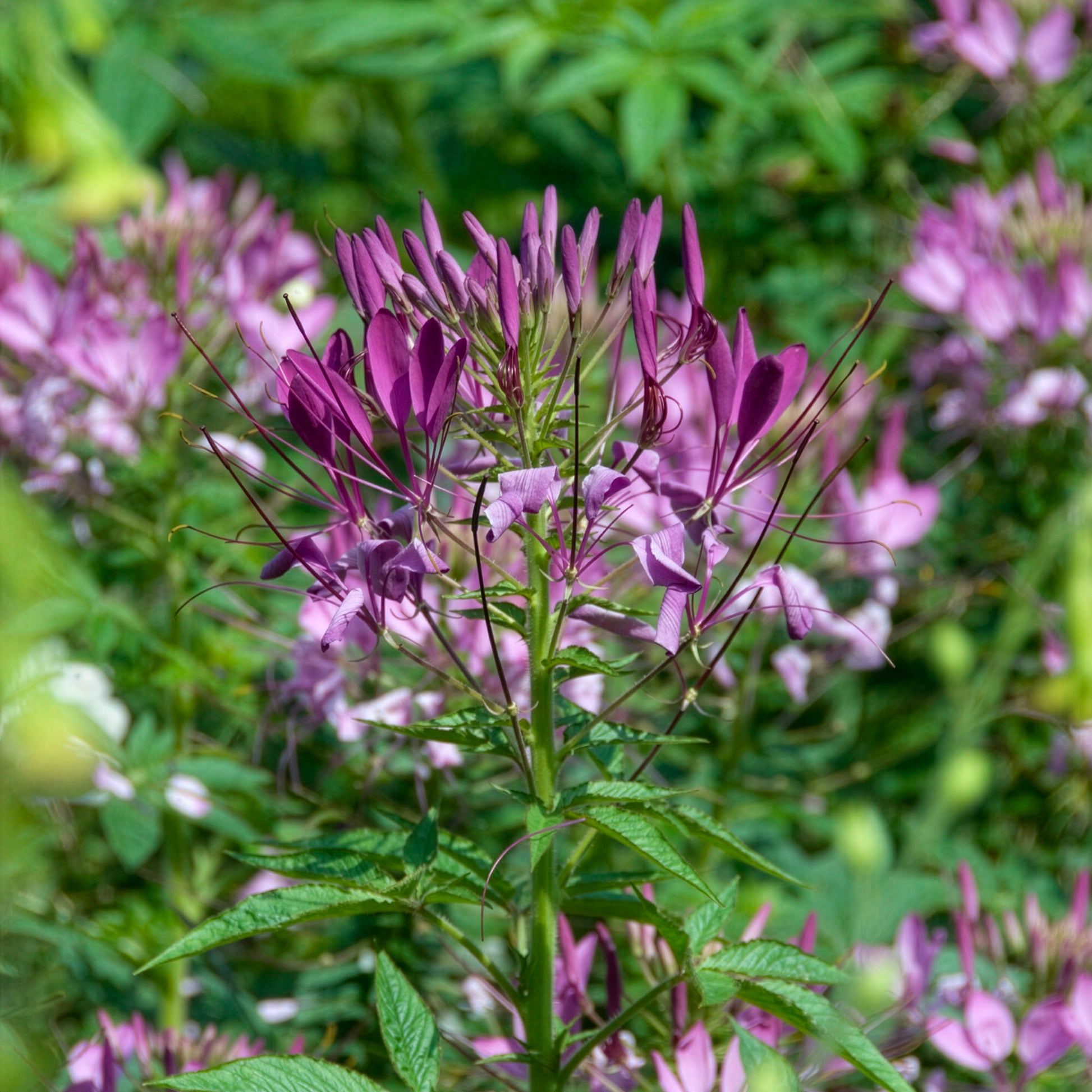 Spinnenblume Violet Queen - Bakker