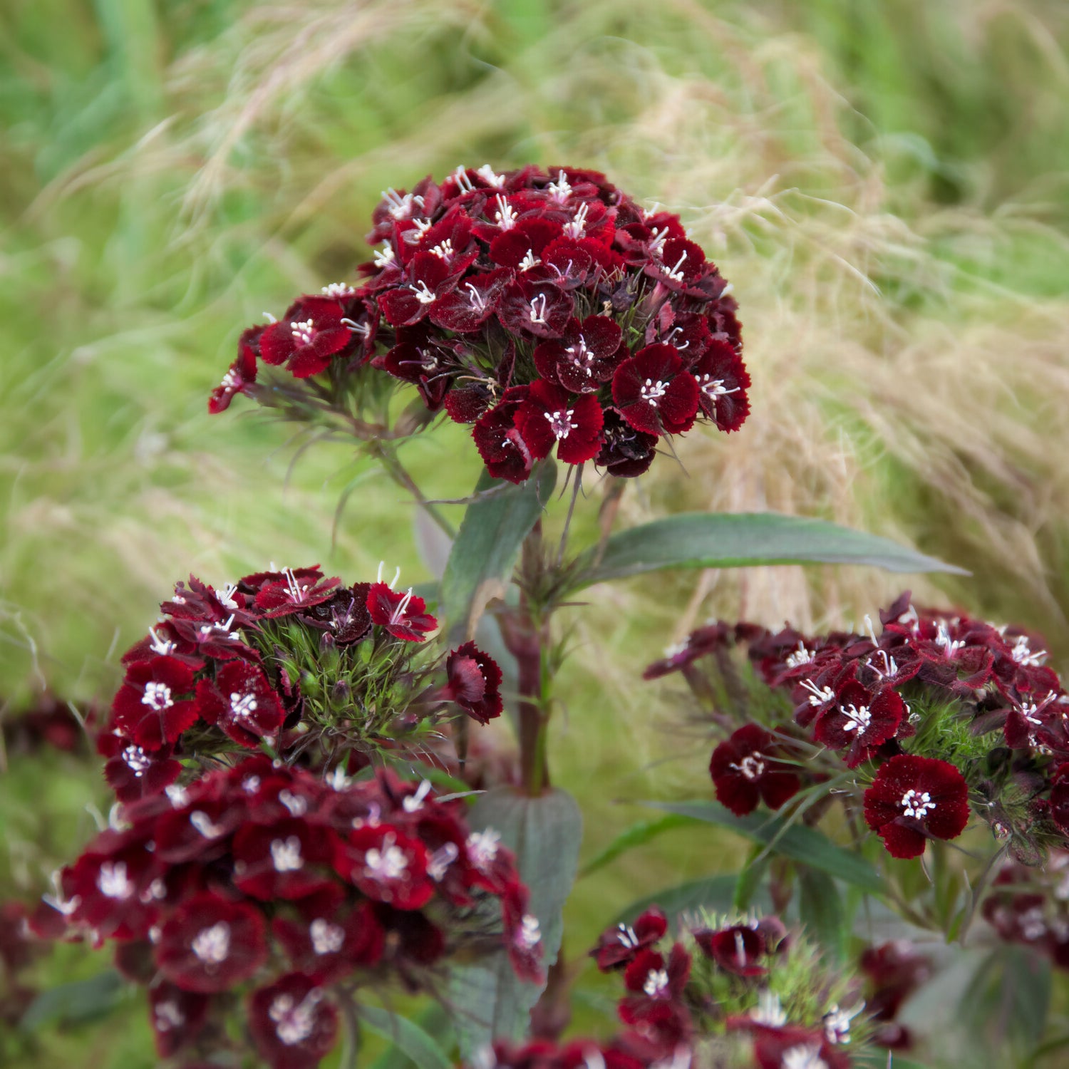 Dianthus barbatus Sooty - Bartnelke Sooty - Blumensamen