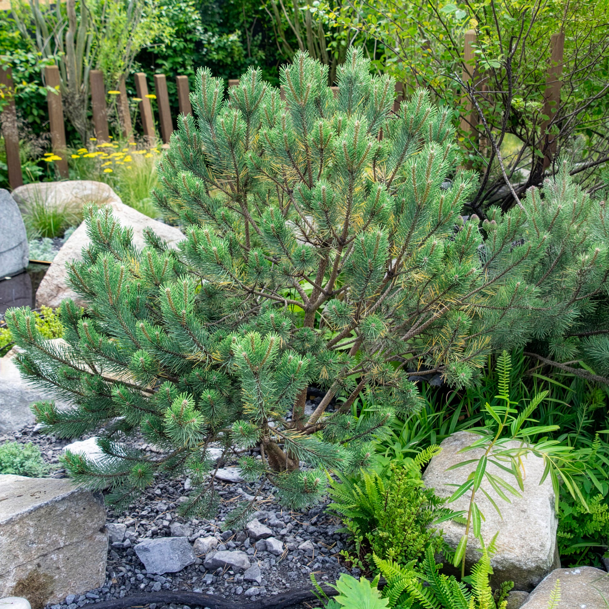 Waldkiefer Watereri - Pinus sylvestris Watereri - Bakker