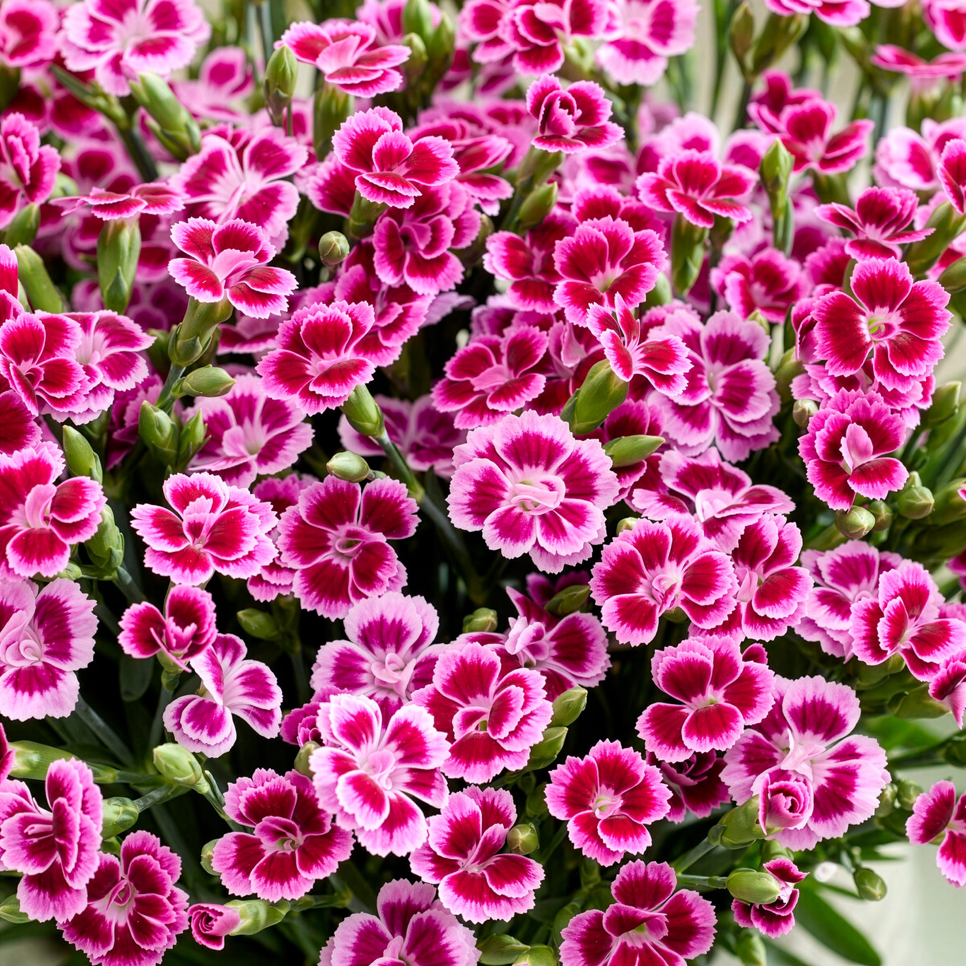 Nelke Pink Kisses - Dianthus caryophyllus - Bakker