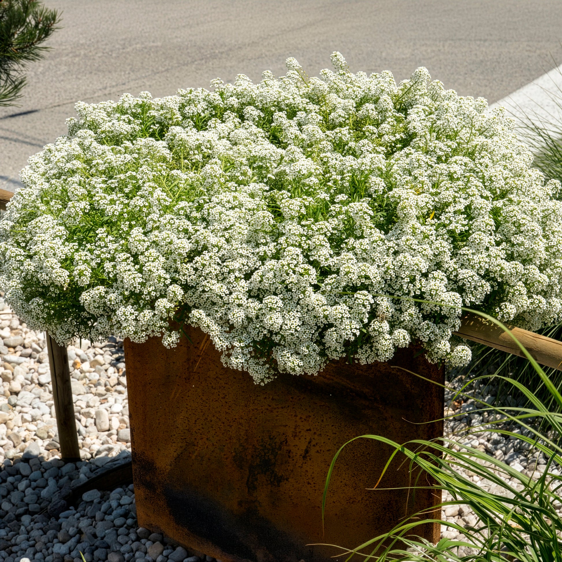 Lobularia maritima - Duftsteinrich hängend - Blumen für Terrasse und Balkon
