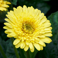 Gerbera Gelb - Gerbera jamesonii - Bakker