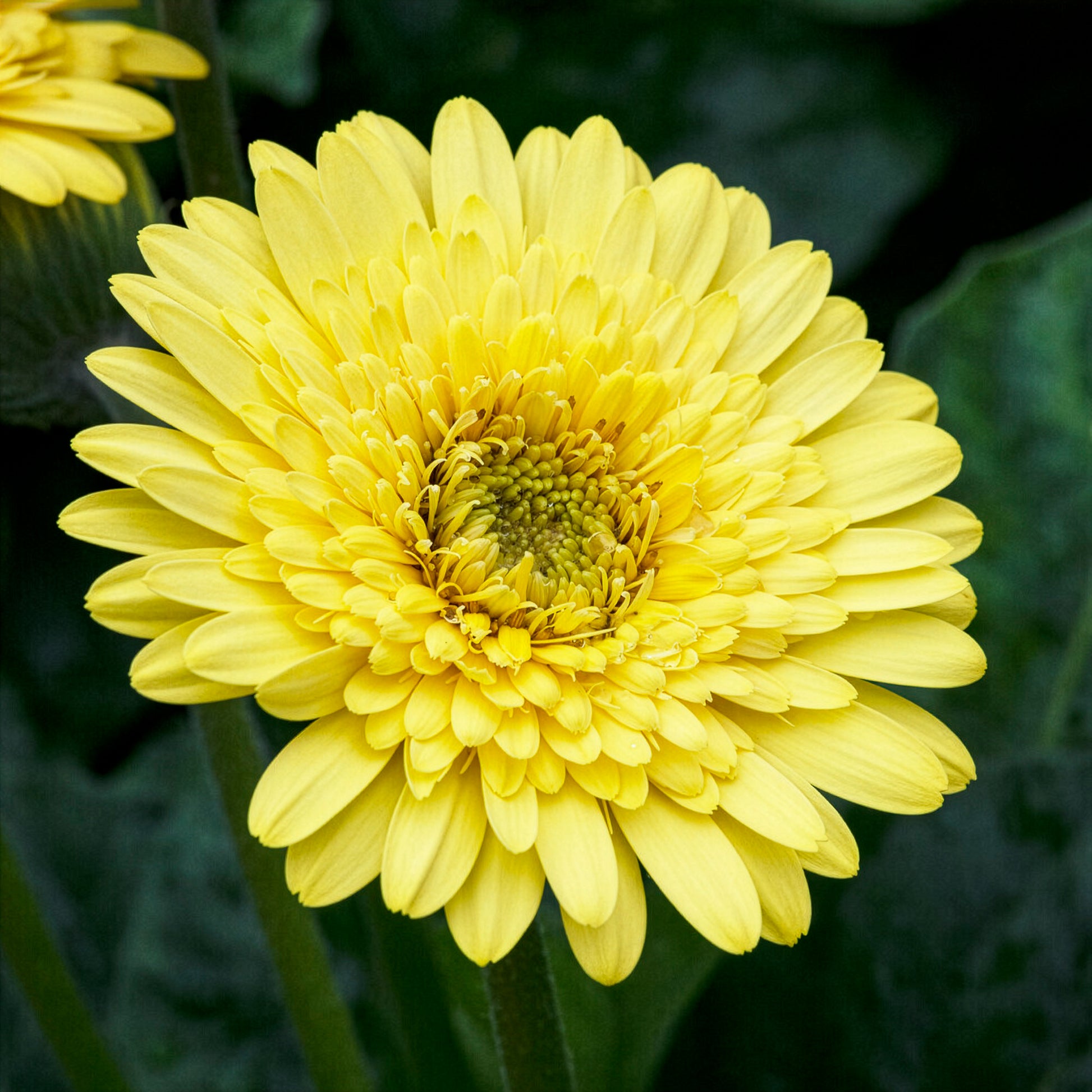 Gerbera Gelb - Gerbera jamesonii - Bakker