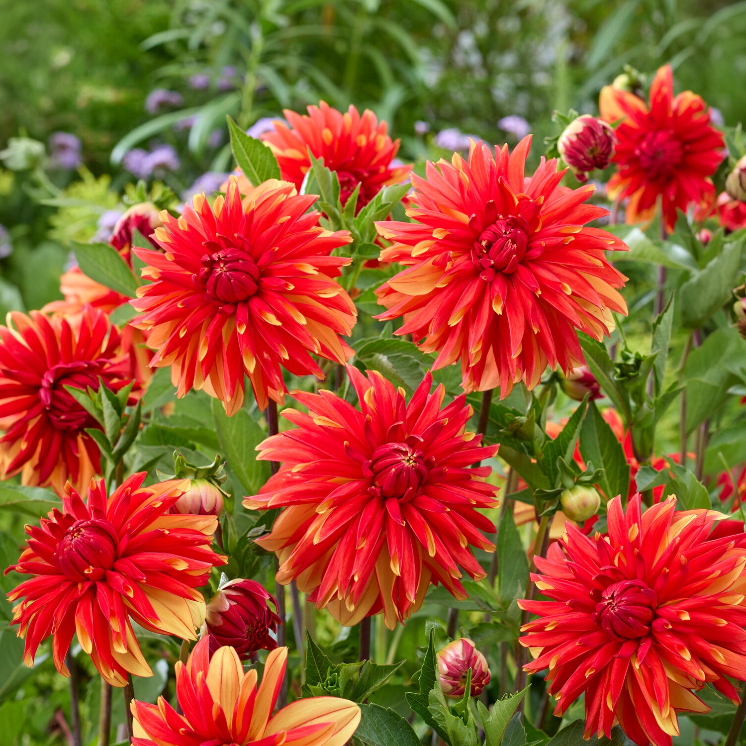 Dahlie Jablou - Dahlia Jablou - Bakker