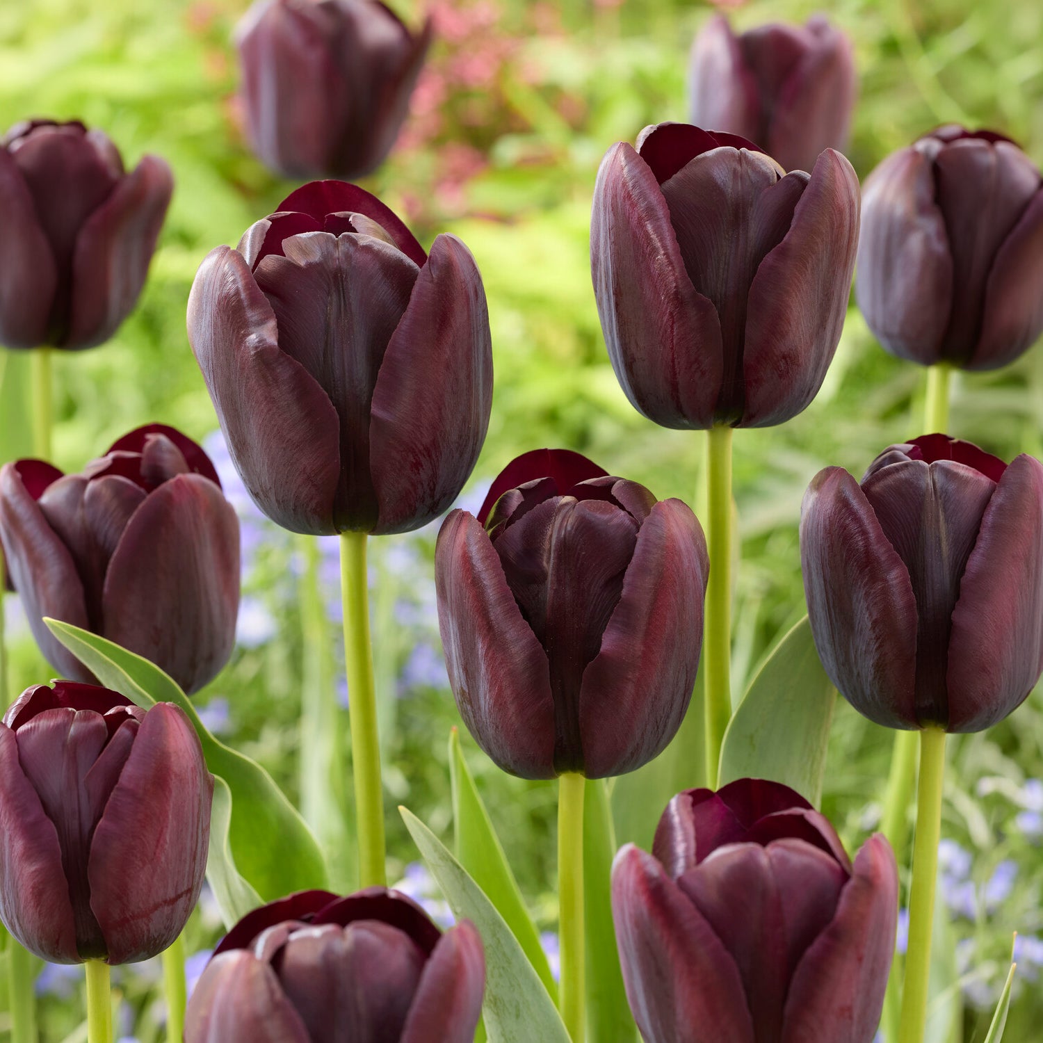 Tulipa Queen of Night - Tulpe Queen of Night - Tulpen-Zwiebeln