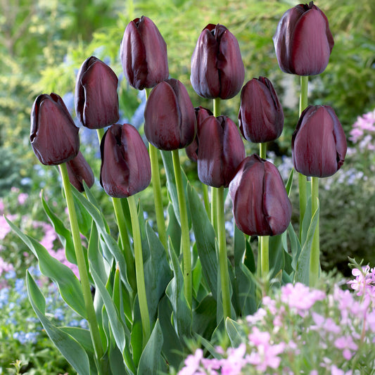 Tulpe Queen of Night - Tulipa Queen of Night - Bakker