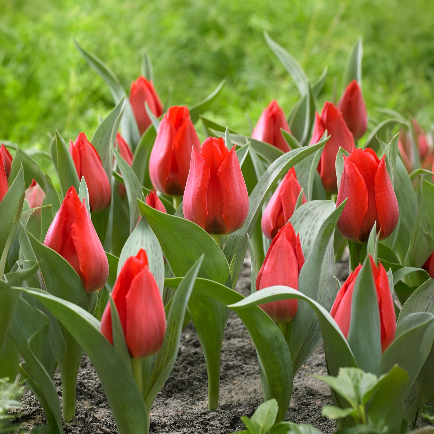Tulpe Julius Caesar - Tulipa greigii Julius Caesar - Bakker
